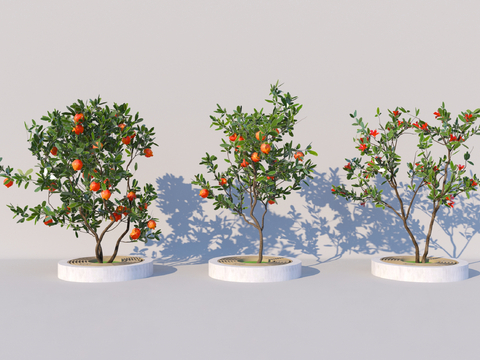 Landscape Tree Pomegranate Tree Garden Tree Courtyard Fruit Tree