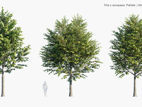 Modern Landscape Trees Arbor Shrubs Road Trees Street Trees Big Trees