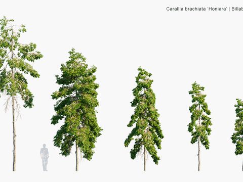 Modern Landscape Trees Arbor Shrubs Road Trees Street Trees Big Trees