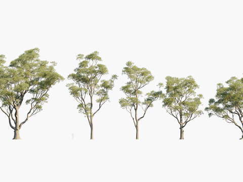 Plants Trees Trees Landscape Trees Arbor