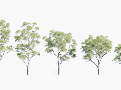 Plants Trees Trees Landscape Trees Arbor