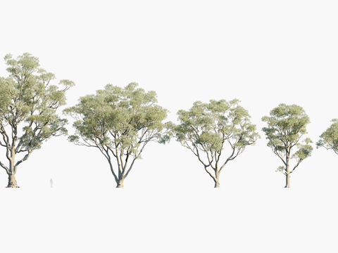 Plants Trees Trees Landscape Trees Arbor