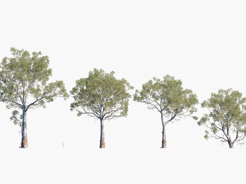 Plants Trees Trees Landscape Trees Arbor