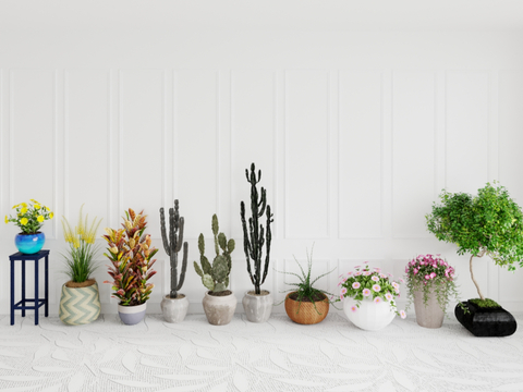 cactus cactus cactus column yellow flower powder flower potted plant