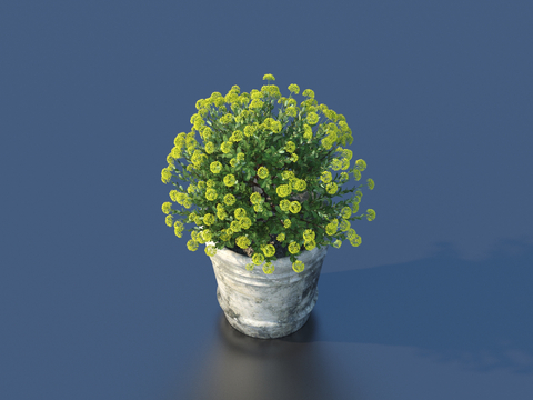 flowerpot potted plant green plant