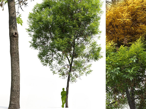 Landscape Trees Road Trees Street Trees Trees Ash Trees Oak Trees