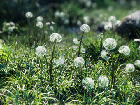 Dandelion Green Planting Lawn