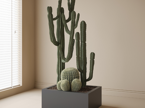 cactus potted plant