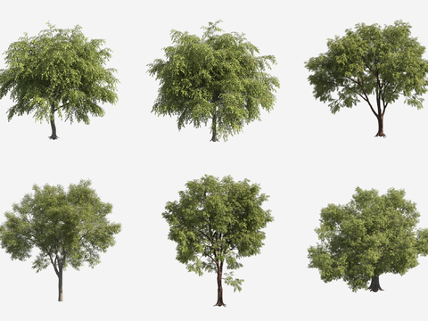 American Elm Landscape Tree