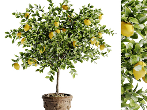 Lemon Tree Bonsai