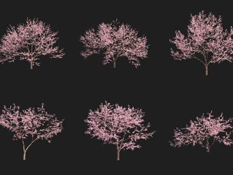 Sakura Tree