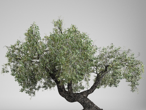 Olive tree Landscape tree Ancient tree