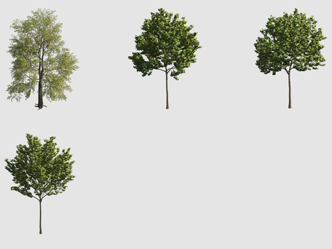 Street Tree Landscape Tree