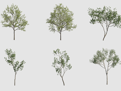 Street Tree Landscape Tree