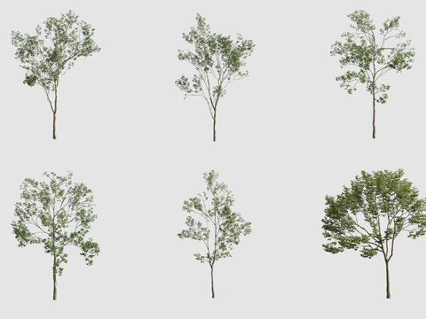 Street Tree Landscape Tree