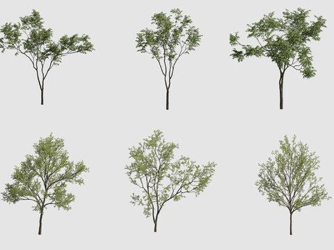 Street Tree Landscape Tree