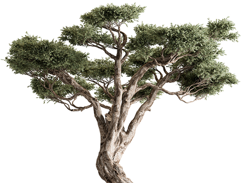 Olive Tree