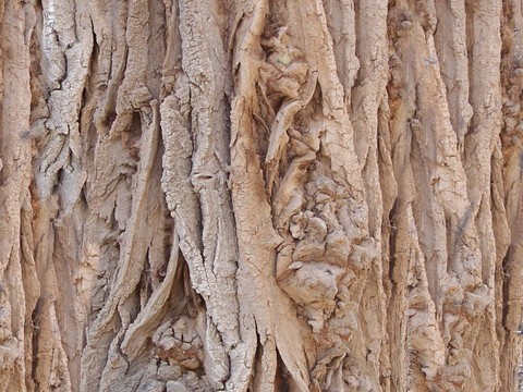 bark