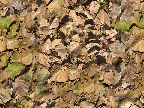 Seamless yellow dead branches and deciduous leaves turf grass lawn road ground