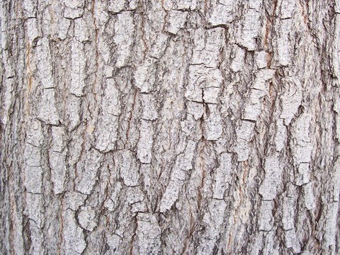 bark