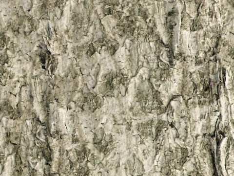 bark