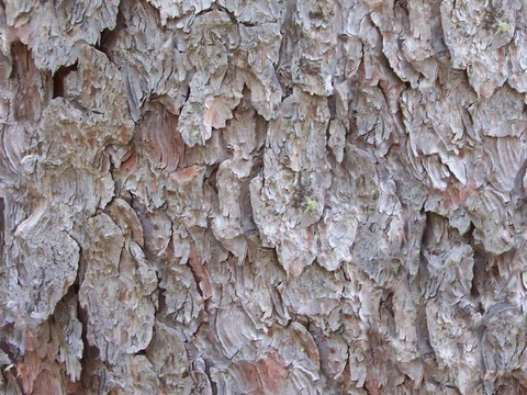 bark