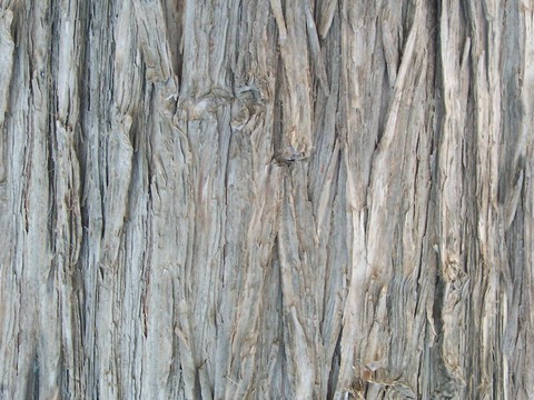 bark