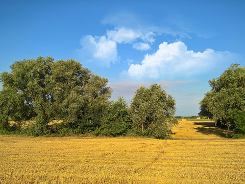 Rural landscape landscape