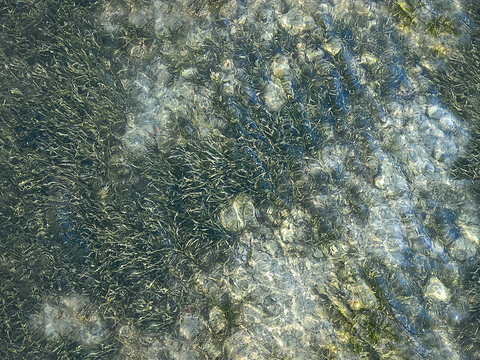 seamless river water flow water ripple water surface texture