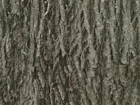 bark