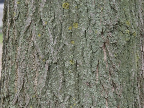 bark