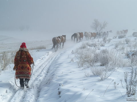 snow grassland