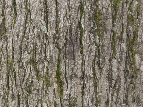 bark