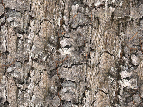 Seamless cracked dried bark texture