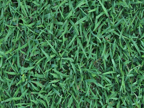 grass lawn green space