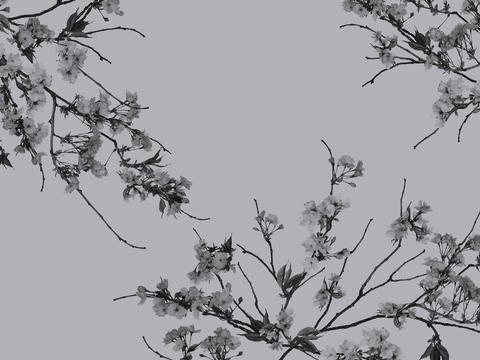 gray plant flowers wallpaper