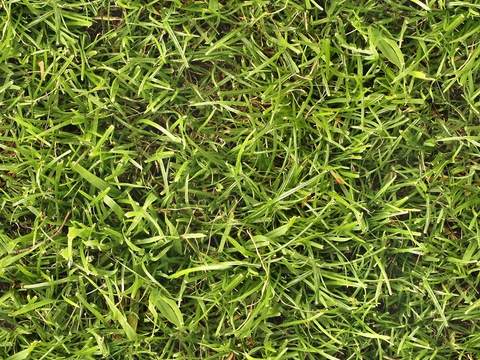grass lawn green space
