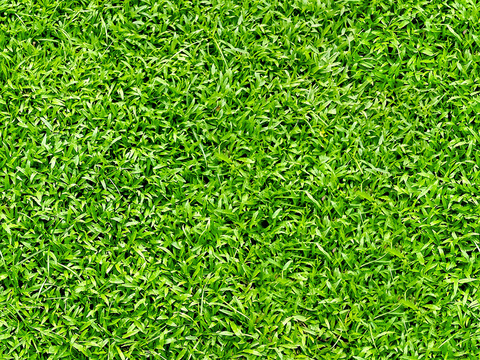 grass lawn green space