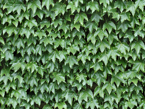 Seamless Green Landscape Parthenocissus Grass Shrub Plant Tree Fence Wall