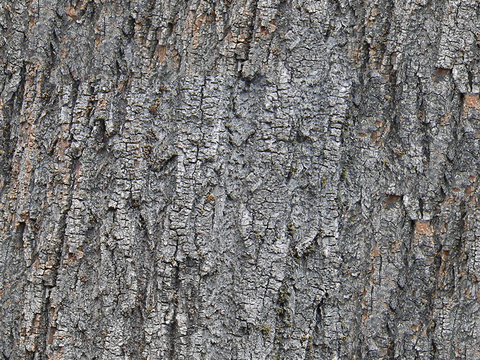 Seamless cracked dried bark texture