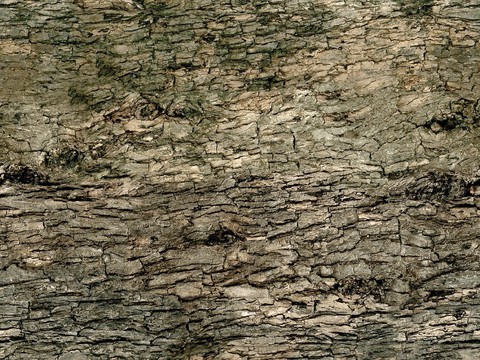 bark