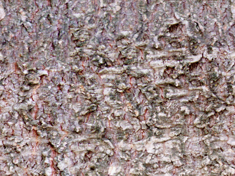 Seamless cracked dry bark trunk texture