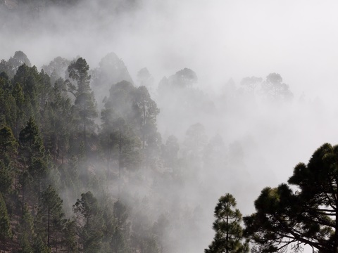 landscape forest