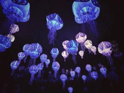 Jellyfish