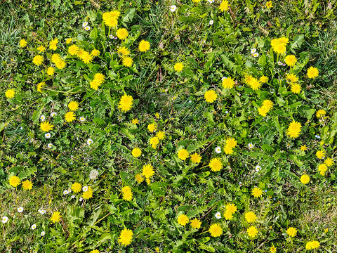 Seamless Garden Courtyard Landscape Garden Field Yellow Flowers Flowers Green Planting Lawn Grass Turf Ground