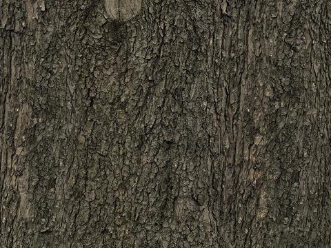 bark texture bark