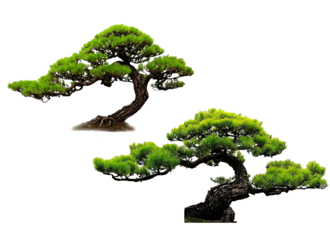 Luo Han Pine PNG Free Styling Loose Black Pine Welcome Pine Styling Tree Ornamental Tree Landscape