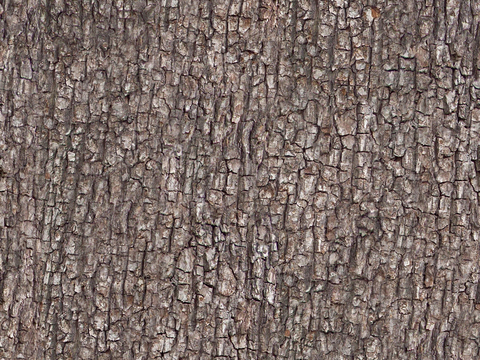 seamless brown bark