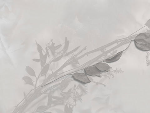 gray plant wallpaper