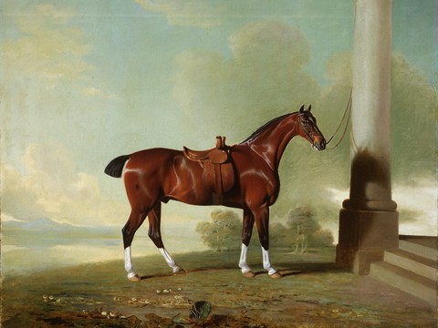 Horse Oil Painting Abroad